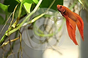 Siamese fighting fish