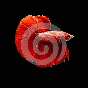 Siamese fighting fish