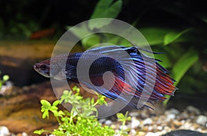 Siamese fighting fish