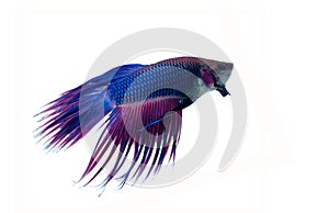 Siamese fighting fish