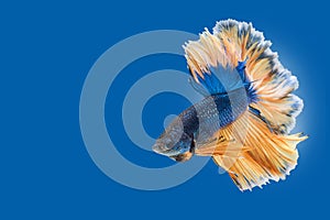 Siamese fighting fish