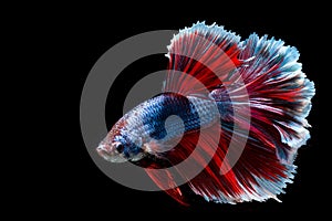 Siamese Fighting Fish