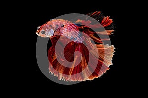 A Siamese fighting fish in any action on isolate background / beta fish