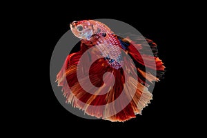 A Siamese fighting fish in any action on isolate background / beta fish