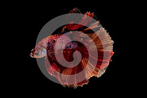 A Siamese fighting fish in any action on isolate background / beta fish