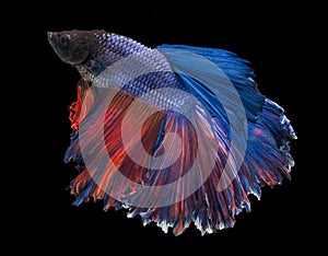 A Siamese fighting fish in any action on isolate background / beta fish