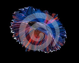 A Siamese fighting fish in any action on isolate background / beta fish