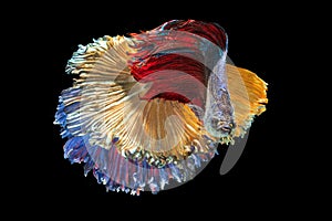 A Siamese fighting fish in any action on isolate background / beta fish