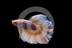 Siamese Fighting Fish,  beautiful tail of gold ,yellow & pink fighting fish on black background.Colourful gold Betta fish