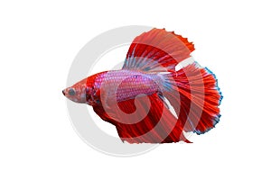 Siamese Fighting Fish,  beautiful tail of red & pink fighting fish on white background.Colourful Betta fish