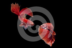 Siamese fighting fish / betta fish on black background