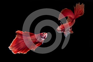 Siamese fighting fish / betta fish on black background