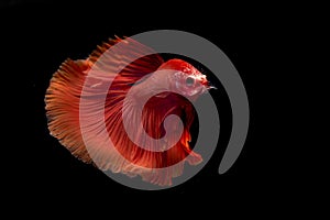 Siamese fighting fish / betta fish on black background