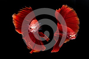 Siamese fighting fish / betta fish on black background