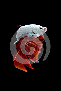 Siamese fighting fish / betta fish on black background