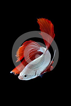 Siamese fighting fish / betta fish on black background