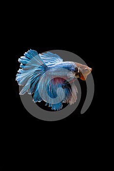 Siamese fighting fish / betta fish on black background