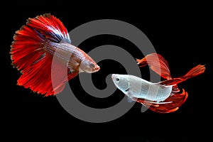 Siamese fighting fish / betta fish on black background