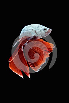 Siamese fighting fish / betta fish on black background