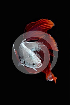 Siamese fighting fish / betta fish on black background