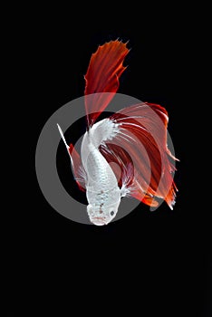 Siamese fighting fish / betta fish on black background