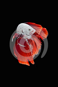 Siamese fighting fish / betta fish on black background