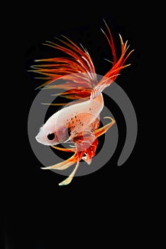 Siamese fighting fish / betta fish on black background