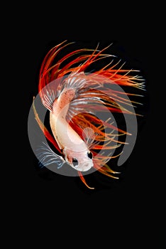 Siamese fighting fish / betta fish on black background