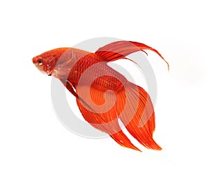 Siamese fighting fish (Betta fish) ISOLATED