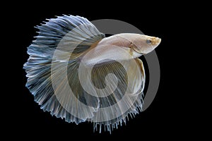 Siamese fighting fish, betta isolated on black background
