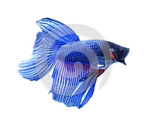 Siamese fighting fish , betta isolated on white background