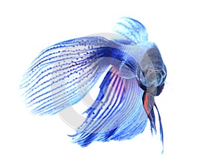 Siamese fighting fish , betta isolated on white background.