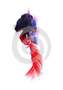 Siamese fighting fish , betta isolated on white background.