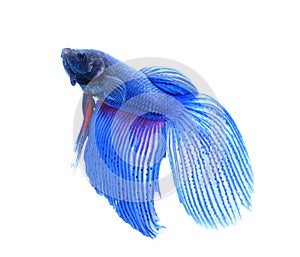 Siamese fighting fish , betta isolated on white backgroundà¹ƒ