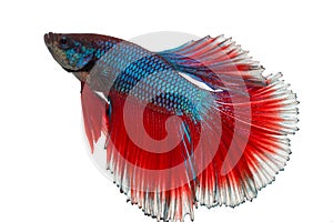 Siamese fighting fish , betta isolated on white with clipping path