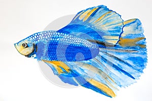 Siamese fighting fish Betta splendens, called pla-kad or biting fish of Thailand as Water colour