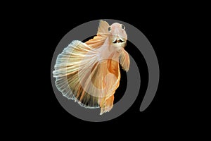 Siamese fighting fish betta splendens Halfmoon gold dragon betta  isolated on black background. action fish splendens. long fins