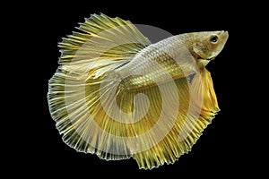 Siamese fighting fish betta splendens Halfmoon gold dragon betta  isolated on black background. long fins and tail.  action fish