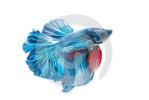 Siamese fighting fish, betta splendens isolated