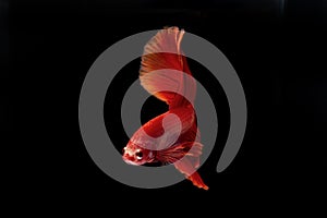 Siamese fighting fish on black background