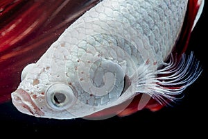 Siamese fighting fish on black background