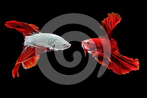 Siamese fighting fish on black background