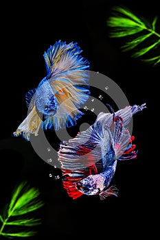 Siamese fighting fish on black background with green algae