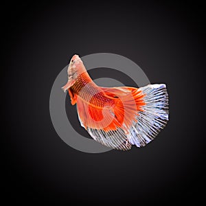 SIAMESE FIGHTING FISH