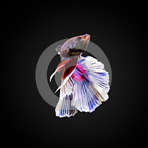 SIAMESE FIGHTING FISH