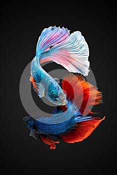 SIAMESE FIGHTING FISH