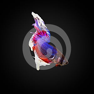 SIAMESE FIGHTING FISH