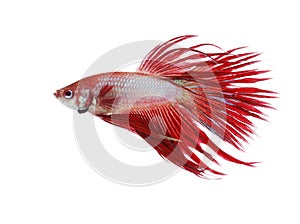 Siamese fighting fish, Crown Tail