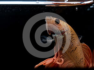 Siamese fighting fish ,Crowntail, yellew fish on a black background photo