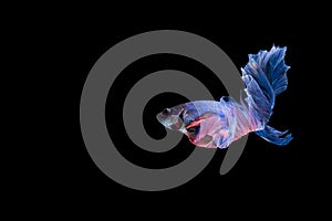 Siamese fighting fish fancy Betta Isolated on black background.